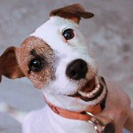 Pet Photography Dog Portrait