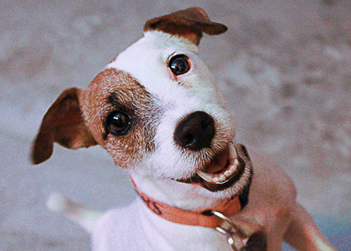 Pet Photography Dog Portrait